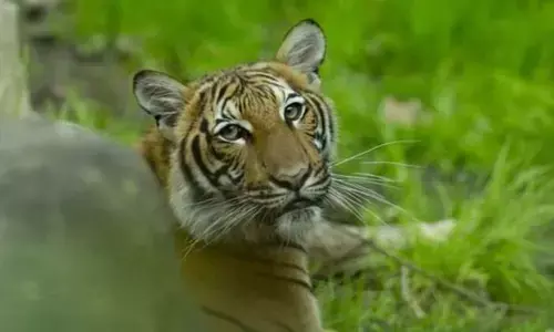 अमरीका की इस खबर से मचा पूरे विश्व में हडकम्प अमरीका की इस खबर से मचा पूरे विश्व में हडकम्प