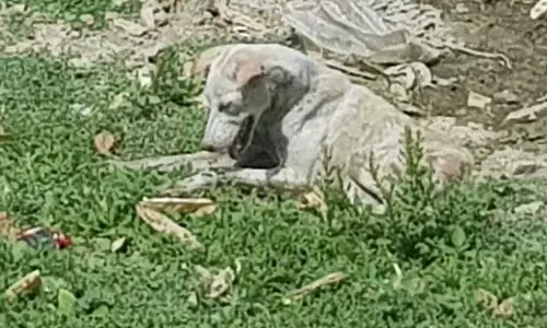 आजमगढ़: कुत्तों में फैला सीसीडी संक्रमण, दर्जनों मौत, 20 से ज्यादा हुए पैरालाइज आजमगढ़: कुत्तों में फैला सीसीडी संक्रमण, दर्जनों मौत, 20 से ज्यादा हुए पैरालाइज