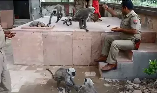 लाकडाउन के दौरान मानवता की पेश की मिसाल, बहराइच जिले के दरोगा अजय तिवारी ने खिलाया लंगूरों को भोजन लाकडाउन के दौरान मानवता की पेश की मिसाल, बहराइच जिले के दरोगा अजय तिवारी ने खिलाया लंगूरों को भोजन