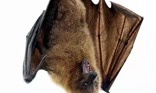 वैज्ञानिक का दावा चमगादड़ ही बनाएगा इंसान को कोरोना मुक्त वैज्ञानिक का दावा चमगादड़ ही बनाएगा इंसान को कोरोना मुक्त