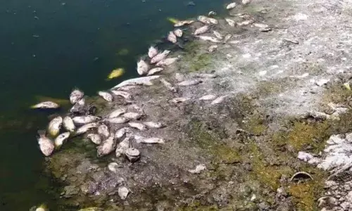 झारखंड में देखते ही देखते तालाब का पानी हुआ लाल और मरने लगीं मछलियां झारखंड में देखते ही देखते तालाब का पानी हुआ लाल और मरने लगीं मछलियां