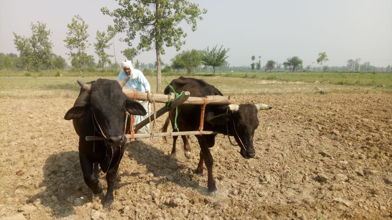 यूपी में लॉक डाउन में लाईफलाइन बने बैलो से फिर शुरु हुई खेती, लौटा पुराना दौर यूपी में लॉक डाउन में लाईफलाइन बने बैलो से फिर शुरु हुई खेती, लौटा पुराना दौर