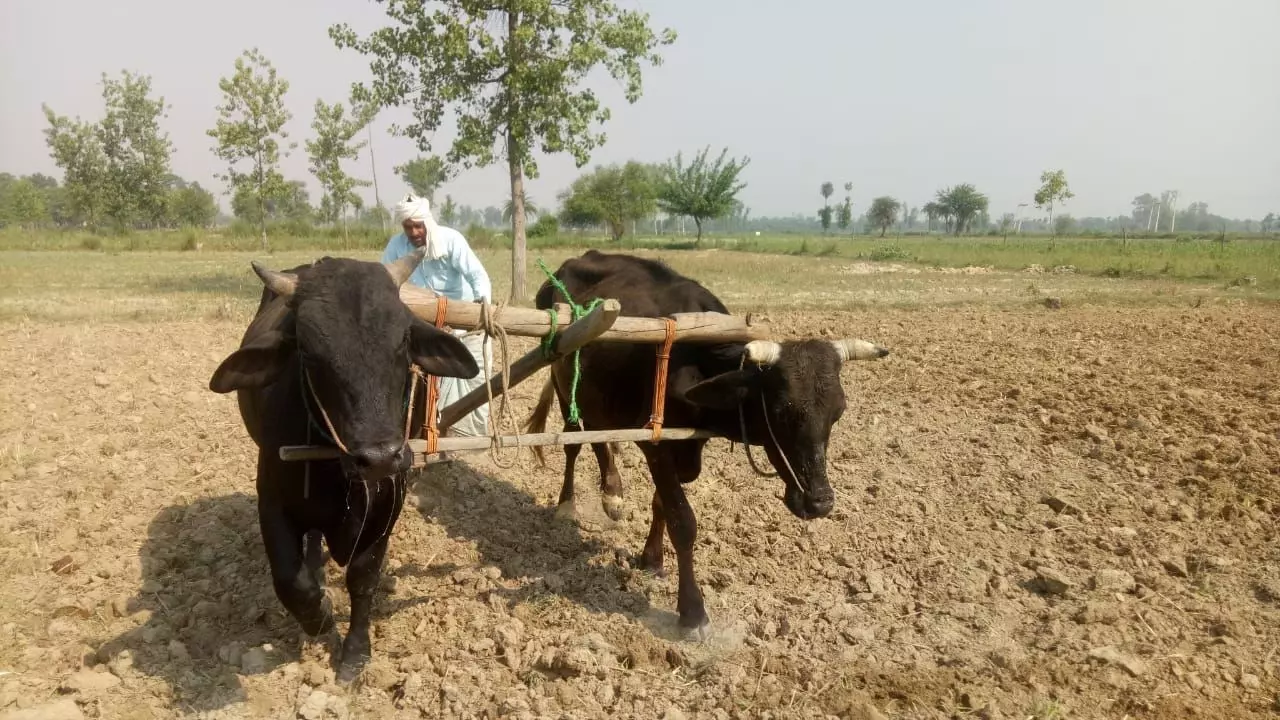 यूपी में लॉक डाउन में लाईफलाइन बने बैलो से फिर शुरु हुई खेती, लौटा पुराना दौर