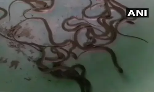 भिंड में किसान के घर में निकले एक सप्ताह में 123 सांप , गाँव में मचा हडकम्प