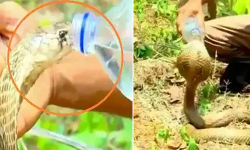 OMG...प्यासे कोबरा को अधिकारी ने हाथ से पिलाया पानी, वायरल हुआ वीडियो OMG...प्यासे कोबरा को अधिकारी ने हाथ से पिलाया पानी, वायरल हुआ वीडियो