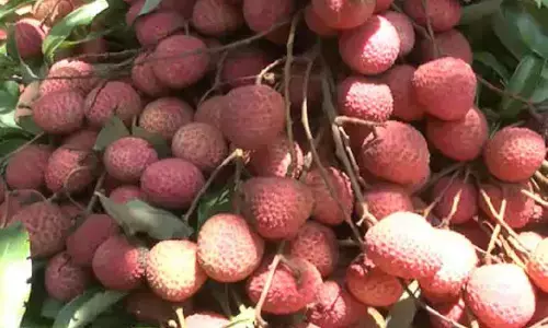 अब डाकिये आपके घर पहुंचाएंगे बिहार की शाही लीची, यहां करें अभी ऑर्डर अब डाकिये आपके घर पहुंचाएंगे बिहार की शाही लीची, यहां करें अभी ऑर्डर