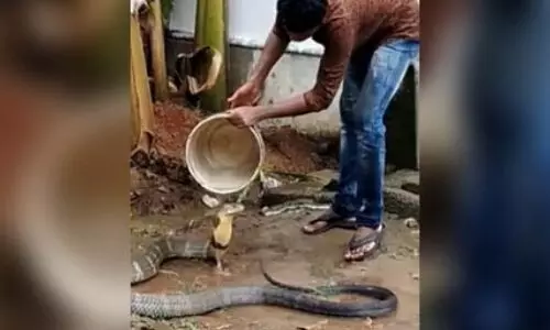 गर्मी से बेहाल King Cobra को नहलाता नजर आया शख्स, VIDEO देख रह जाएंगे दंग