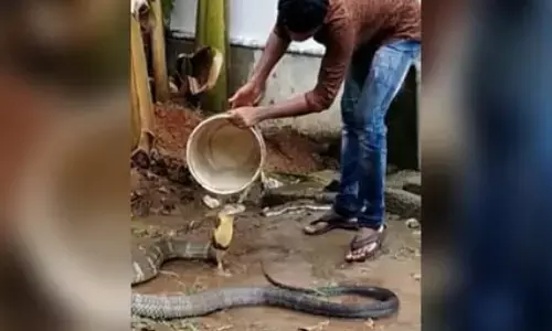 गर्मी से बेहाल King Cobra को नहलाता नजर आया शख्स, VIDEO देख रह जाएंगे दंग गर्मी से बेहाल King Cobra को नहलाता नजर आया शख्स, VIDEO देख रह जाएंगे दंग