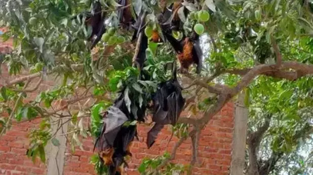 कोरोना महामारी के बीच गोरखपुर में 300 चमगादड़ों की मौत से मचा हड़कंप