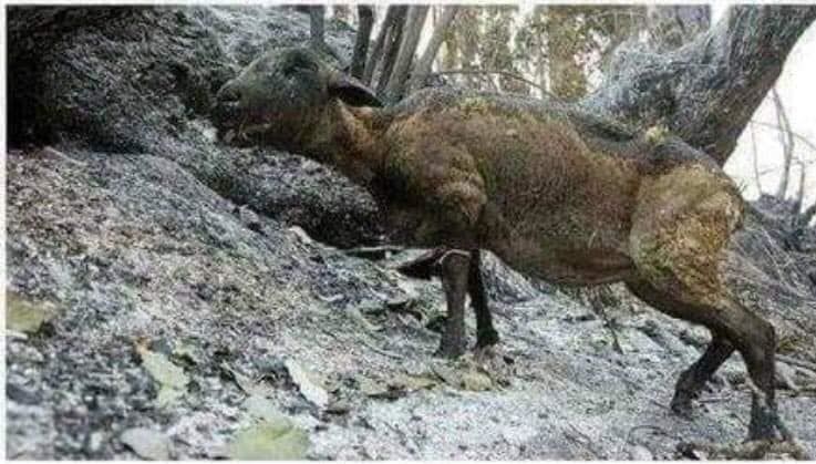 ऑस्ट्रेलिया के जंगलों में लगी आग से हैरानी जताने वालों को उत्तराखंड में लगी आग पर सहानुभूति क्यों नहीं? ऑस्ट्रेलिया के जंगलों में लगी आग से हैरानी जताने वालों को उत्तराखंड में लगी आग पर सहानुभूति क्यों नहीं?