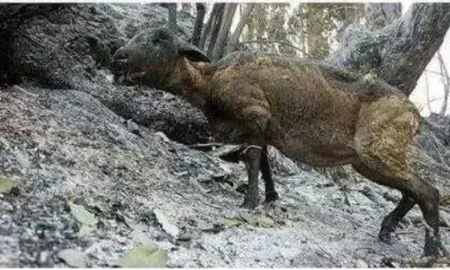ऑस्ट्रेलिया के जंगलों में लगी आग से हैरानी जताने वालों को उत्तराखंड में लगी आग पर सहानुभूति क्यों नहीं? ऑस्ट्रेलिया के जंगलों में लगी आग से हैरानी जताने वालों को उत्तराखंड में लगी आग पर सहानुभूति क्यों नहीं?