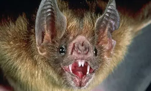 चमगादड़ों की मौत पर भारतीय पशु चिकित्सा अनुसंधान संस्थान बरेली के निदेशक डॉ. आरके सिंह ने कही बड़ी बात