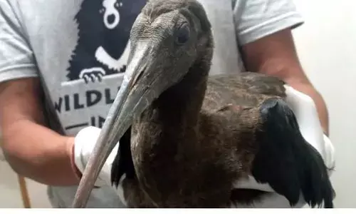 рдкреНрд░рдзрд╛рдирдордВрддреНрд░реА рдЖрд╡рд╛рд╕ рдореЗрдВ рдЧрд┐рд░рд╛ рдЧрд░реНрдореА рд╕реЗ рдмреЗрд╣рд╛рд▓ рдЧреНрд▓реЛрд╕реА рдЖрдЗрдмрд┐рд╕ рдкрдХреНрд╖реА, рд╕реБрд░рдХреНрд╖рд╛рдХрд░реНрдорд┐рдпреЛрдВ рдиреЗ рдмрдЪрд╛рдИ рдЬрд╛рди рдкреНрд░рдзрд╛рдирдордВрддреНрд░реА рдЖрд╡рд╛рд╕ рдореЗрдВ рдЧрд┐рд░рд╛ рдЧрд░реНрдореА рд╕реЗ рдмреЗрд╣рд╛рд▓ рдЧреНрд▓реЛрд╕реА рдЖрдЗрдмрд┐рд╕ рдкрдХреНрд╖реА, рд╕реБрд░рдХреНрд╖рд╛рдХрд░реНрдорд┐рдпреЛрдВ рдиреЗ рдмрдЪрд╛рдИ рдЬрд╛рди