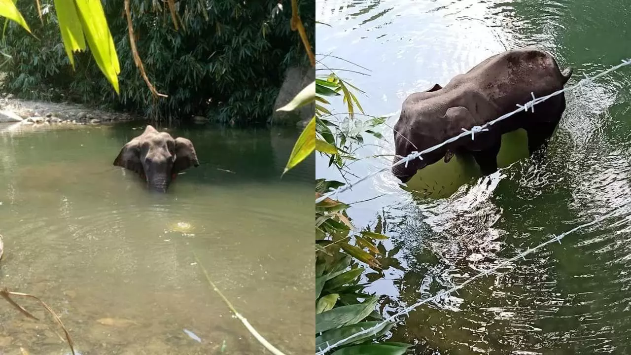 केरल में गर्भवती हथिनी की पोस्टमॉर्टम रिपोर्ट में बड़ा खुलासा! केरल में गर्भवती हथिनी की पोस्टमॉर्टम रिपोर्ट में बड़ा खुलासा!