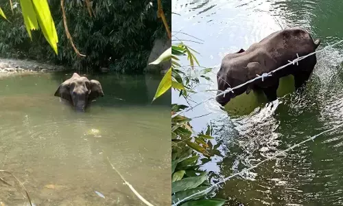 केरल में गर्भवती हथिनी की पोस्टमॉर्टम रिपोर्ट में बड़ा खुलासा!