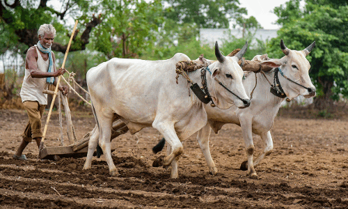 किसानों के लिए बड़ी खुशखबरी, मोदी सरकार ने फसल लोन के ब्याज को लेकर लिया बड़ा फैसला किसानों के लिए बड़ी खुशखबरी, मोदी सरकार ने फसल लोन के ब्याज को लेकर लिया बड़ा फैसला