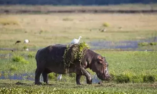 ग्रहण के समय जानवर हो जाते हैं तनावग्रस्त करने लगते हैं अजीब व्यव्हार ग्रहण के समय जानवर हो जाते हैं तनावग्रस्त करने लगते हैं अजीब व्यव्हार