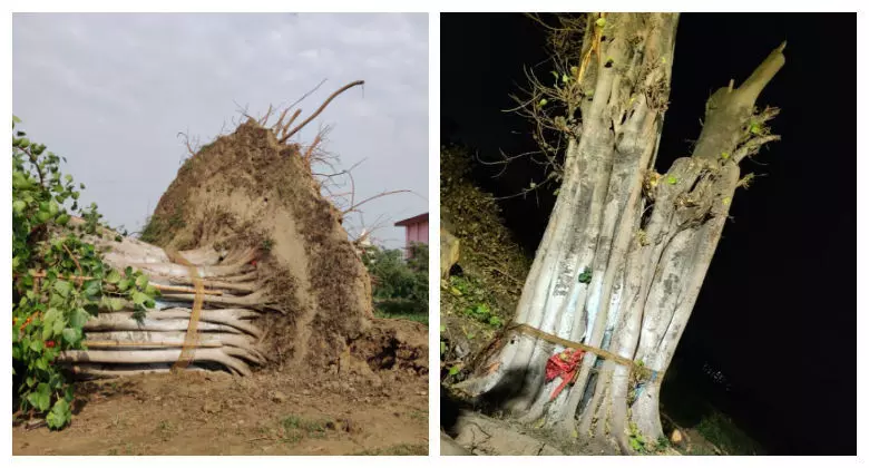 बिहारशरीफ में बड़ा चमत्कार: फिर से खड़ा हो गया आंधी में गिरा विशाल पीपल वृक्ष़, काटने पहुंचे बढ़ई को झटके से फैंका दूर