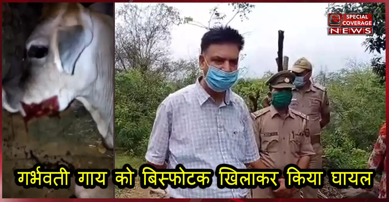 केरल के बाद हिमाचल प्रदेश में दरिंदगी की हद, गर्भवती गाय को बिस्फोटक खिलाकर किया घायल