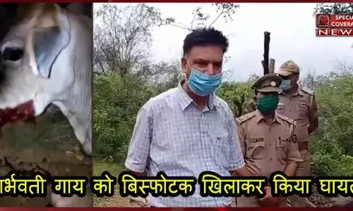 केरल के बाद हिमाचल प्रदेश में दरिंदगी की हद, गर्भवती गाय को बिस्फोटक खिलाकर किया घायल