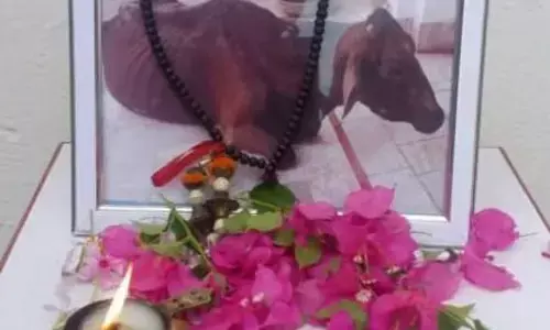 बागपत के एक किसान परिवार ने मनाई गाय की तेरहवीं, भोज में शामिल हुए ग्रामीण बागपत के एक किसान परिवार ने मनाई गाय की तेरहवीं, भोज में शामिल हुए ग्रामीण