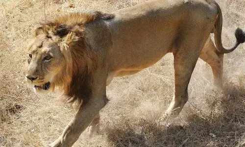 गुजरात में शेरों की जनसंख्या में 29% की वृद्धि, अब 674 शेरों का हुआ कुनबा गुजरात में शेरों की जनसंख्या में 29% की वृद्धि, अब 674 शेरों का हुआ कुनबा