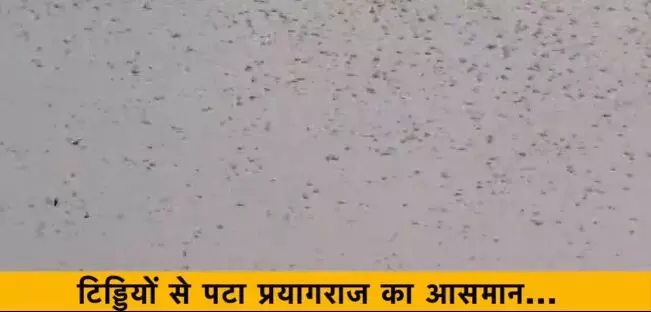 यूपी : प्रयागराज में टिड्डी दल का हमला, आसमान में दिखा ये नजारा , देखिए- VIDEO