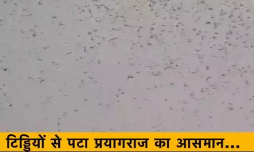 यूपी : प्रयागराज में टिड्डी दल का हमला, आसमान में दिखा ये नजारा , देखिए- VIDEO