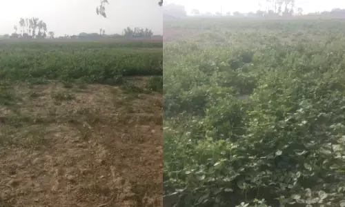 प्राकृतिक आपदा और टिड्डियों के भय के बीच किसानों के लिए नई आफत प्राकृतिक आपदा और टिड्डियों के भय के बीच किसानों के लिए नई आफत