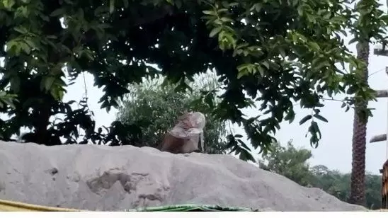 शामली में कोरोना के चलते बंदर ने लगाया मास्क, वीडियो हुआ वायरल