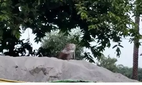 शामली में कोरोना के चलते बंदर ने लगाया मास्क, वीडियो हुआ वायरल शामली में कोरोना के चलते बंदर ने लगाया मास्क, वीडियो हुआ वायरल