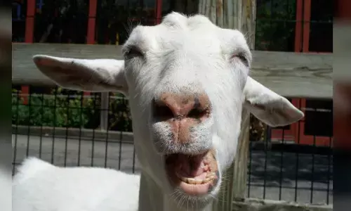 बाबा जी कोरोना कोई बकरी का बच्चा है, जो दौड़े और पकड़ लिया ! बाबा जी कोरोना कोई बकरी का बच्चा है, जो दौड़े और पकड़ लिया !