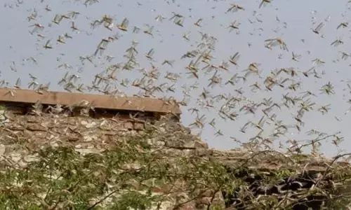 अब दिल्ली में भी टिड्डी दल का हमला, दिल्ली सरकार ने DJ और ढोल बजाने का दिया आदेश