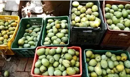 शामली: फलों के राजा आम को निगल गया कोरोना, आम की हालत खराब बाग़ मालिक दाने दाने को मोहताज