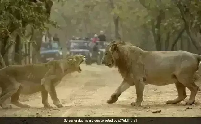 शेरनी की दहाड़ सुन शेर ने डरकर किया कुछ ऐसा, लोग बोले- राजा होगा अपने घर में... - देखें Viral Video