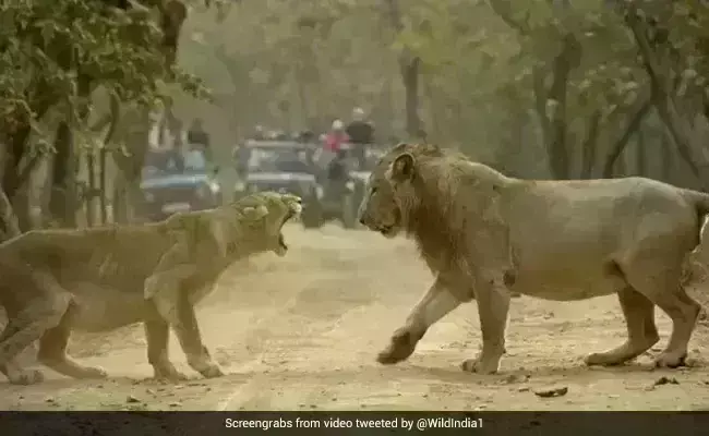 शेरनी की दहाड़ सुन शेर ने डरकर किया कुछ ऐसा, लोग बोले- राजा होगा अपने घर में... - देखें Viral Video शेरनी की दहाड़ सुन शेर ने डरकर किया कुछ ऐसा, लोग बोले- राजा होगा अपने घर में... - देखें Viral Video