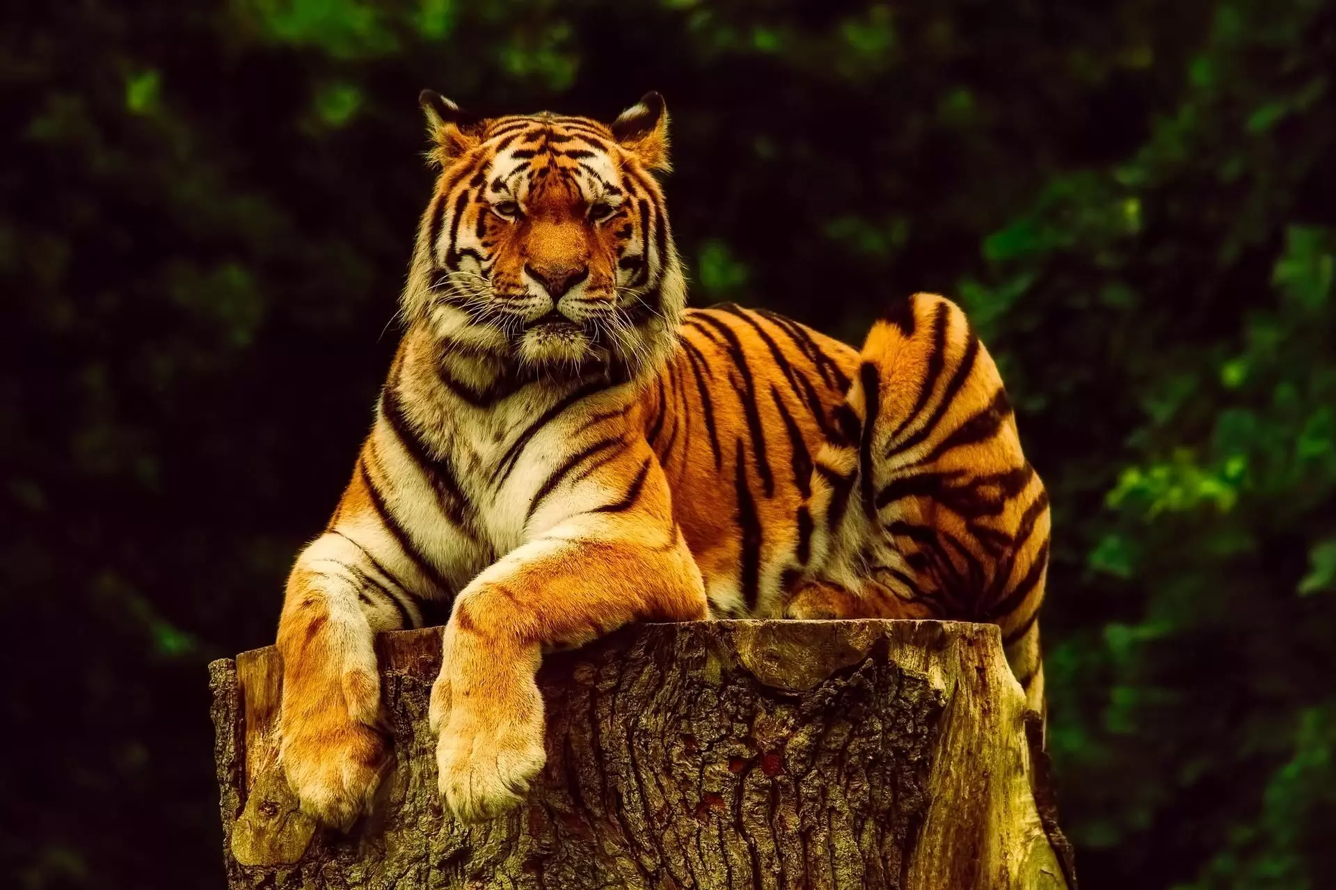 अंतर्राष्ट्रीय बाघ दिवस पर विशेष : आज भी कहां सुरक्षित हैं बाघ, उनके इतिहास और व्यवहार को जानने की जरूरत