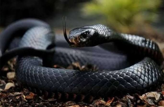 जब नाग की मौत से गुस्साई नागिन ने 31 को डसा, 1 की मौत जब नाग की मौत से गुस्साई नागिन ने 31 को डसा, 1 की मौत