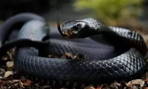 जब नाग की मौत से गुस्साई नागिन ने 31 को डसा, 1 की मौत जब नाग की मौत से गुस्साई नागिन ने 31 को डसा, 1 की मौत