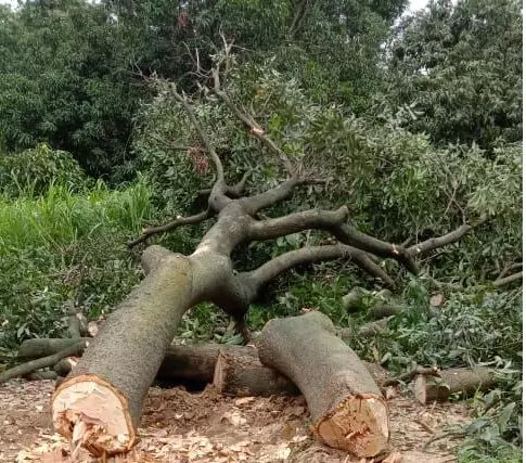 वन तस्करों ने काट डाले बिना परमिशन की आम के हरे भरे पेड़