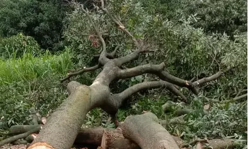 वन तस्करों ने काट डाले बिना परमिशन की आम के हरे भरे पेड़ वन तस्करों ने काट डाले बिना परमिशन की आम के हरे भरे पेड़