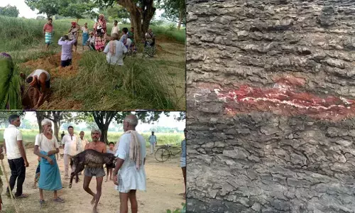 आसमानी बिजली के चपेट में आने से चार बकरियों की मौत,पेड़ पर बने कुछ तरह के निशान. आसमानी बिजली के चपेट में आने से चार बकरियों की मौत,पेड़ पर बने कुछ तरह के निशान.