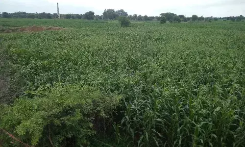 क्या चचा आज कल बहुत चौड़िया रहे है, अमां बिल्कुल टोपा हो का..... क्या चचा आज कल बहुत चौड़िया रहे है, अमां बिल्कुल टोपा हो का.....