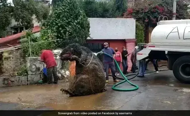 नाला साफ करते वक्त लोगों को अंदर से मिला विशाल चूहा, देखकर लोगों के उड़े होश - देखें Viral Video नाला साफ करते वक्त लोगों को अंदर से मिला विशाल चूहा, देखकर लोगों के उड़े होश - देखें Viral Video