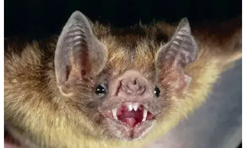 рдЬрдм рдЖрджрдореА рдЪрдордЧрд╛рджреЬ рдмрди рдЬрд╛рдПрдЧрд╛, рдлрд┐рд░ рд╣рдорд╛рд░рд╛ рдореБрдВрд╣ рдПрдХ рдЧреБрдкреНрддрд╛рдВрдЧ рд╣реЛрдЧрд╛ рдЬрд╛рдирддреЗ рд╣реЛ рдХреНрдпреЛрдВ? рдЬрдм рдЖрджрдореА рдЪрдордЧрд╛рджреЬ рдмрди рдЬрд╛рдПрдЧрд╛, рдлрд┐рд░ рд╣рдорд╛рд░рд╛ рдореБрдВрд╣ рдПрдХ рдЧреБрдкреНрддрд╛рдВрдЧ рд╣реЛрдЧрд╛ рдЬрд╛рдирддреЗ рд╣реЛ рдХреНрдпреЛрдВ?