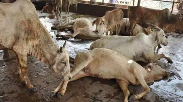 उच्च न्यायालय ने मांगा राजस्थान राज्य सरकार से जवाब, भूख से तड़पडाती हुई गायों का कैसे भरेगा पेट ?