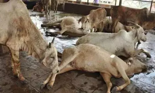 рдЙрдЪреНрдЪ рдиреНрдпрд╛рдпрд╛рд▓рдп рдиреЗ рдорд╛рдВрдЧрд╛ рд░рд╛рдЬрд╕реНрдерд╛рди рд░рд╛рдЬреНрдп рд╕рд░рдХрд╛рд░ рд╕реЗ рдЬрд╡рд╛рдм, рднреВрдЦ рд╕реЗ рддреЬрдкрдбрд╛рддреА рд╣реБрдИ рдЧрд╛рдпреЛрдВ рдХрд╛ рдХреИрд╕реЗ рднрд░реЗрдЧрд╛ рдкреЗрдЯ ? рдЙрдЪреНрдЪ рдиреНрдпрд╛рдпрд╛рд▓рдп рдиреЗ рдорд╛рдВрдЧрд╛ рд░рд╛рдЬрд╕реНрдерд╛рди рд░рд╛рдЬреНрдп рд╕рд░рдХрд╛рд░ рд╕реЗ рдЬрд╡рд╛рдм, рднреВрдЦ рд╕реЗ рддреЬрдкрдбрд╛рддреА рд╣реБрдИ рдЧрд╛рдпреЛрдВ рдХрд╛ рдХреИрд╕реЗ рднрд░реЗрдЧрд╛ рдкреЗрдЯ ?