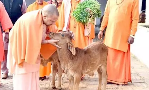 पढिये यूपी सरकार के गौ प्रेम की असली हकीकत :गौ-संरक्षण क़ानून- बिना क़सूर अभियुक्त को जेल: हाई कोर्ट