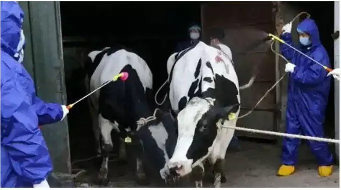 Brucellosis Outbreak: कोरोना के बाद एक और वायरस की चपेट में चीन, पूरे विश्व में मचा हडकम्प