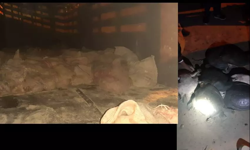 इटावा पुलिस ने एक करोड़ कीमत के ढाई हजार से ज्यादा कछुए समेत 5 आरोपी किये गिरफ्तार इटावा पुलिस ने एक करोड़ कीमत के ढाई हजार से ज्यादा कछुए समेत 5 आरोपी किये गिरफ्तार